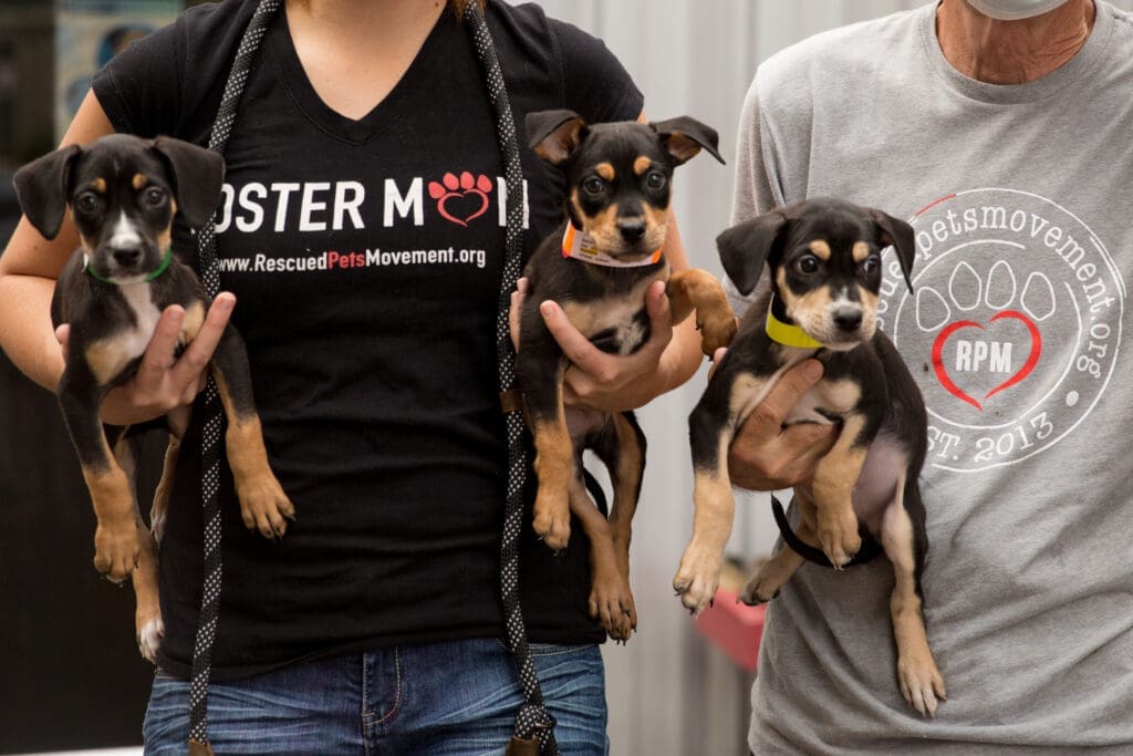 Rescued Pets Movement’s Special Meow and Bow Wow Brunch Will Be a Life Saver — How You Can Get Involved