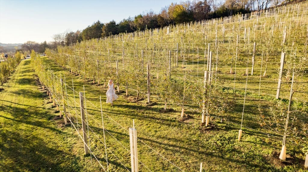 The hillside orchards at Southall. 