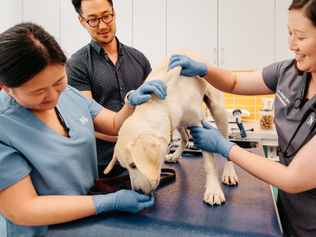 Modern Animal isn’t just a better approach to veterinary care for owners and pets, but for practitioners as well.