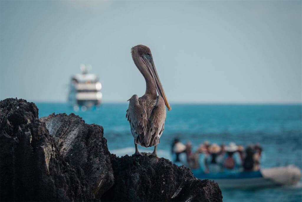 Every day with the Ecoventura team was a miracle of joy, luxury, and absolute wonder.