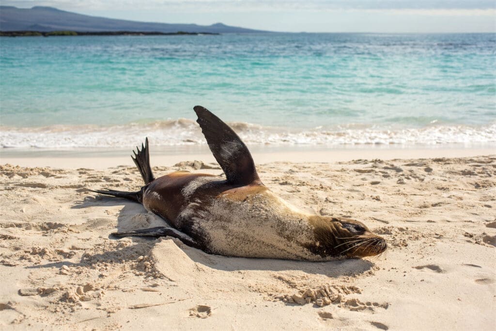 Ongoing geological activity led to the development of unusual animal life: giant tortoises, blue-footed boobies, sea lions, and more. 