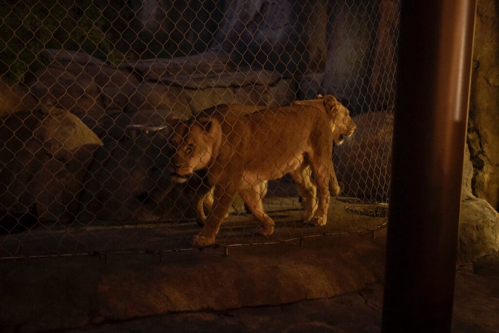 Lions at the 2023 Zoo To Do (Photo by Thomas Garza and Rob Wythe/Wythe Portrait Studio)