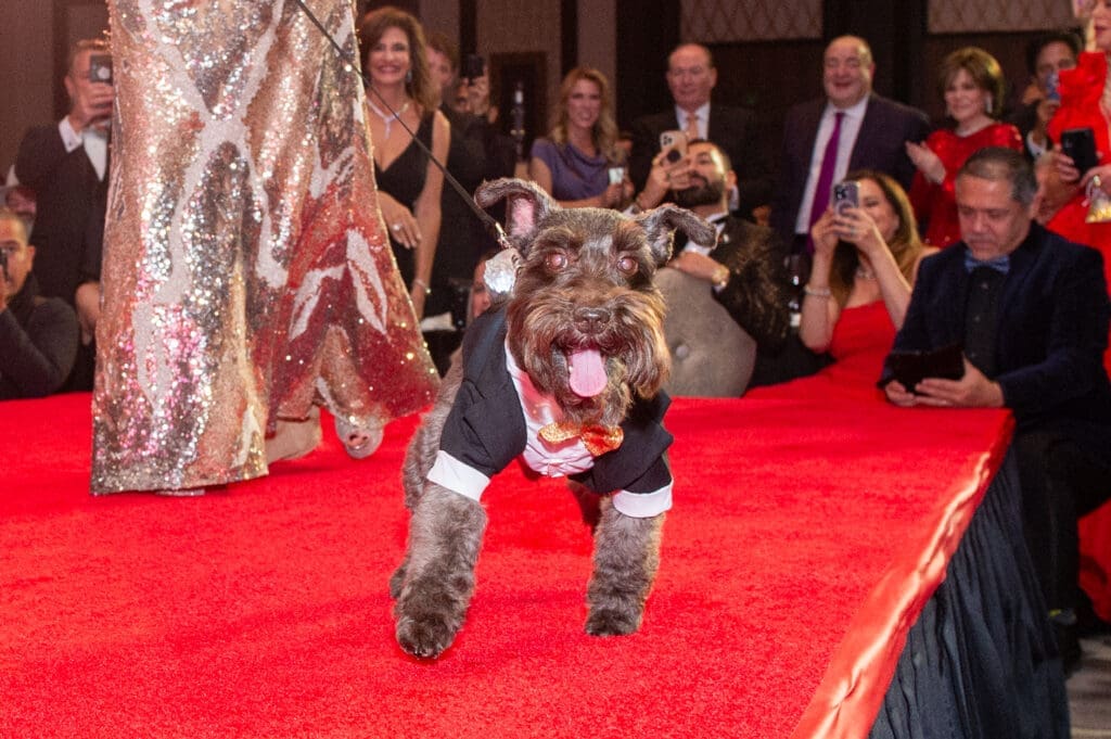 Houston’s Celebrity Paws Gala Brings a Mission Impossible Twist — A Record $875,000-Plus Night for Citizens for Animal Protection