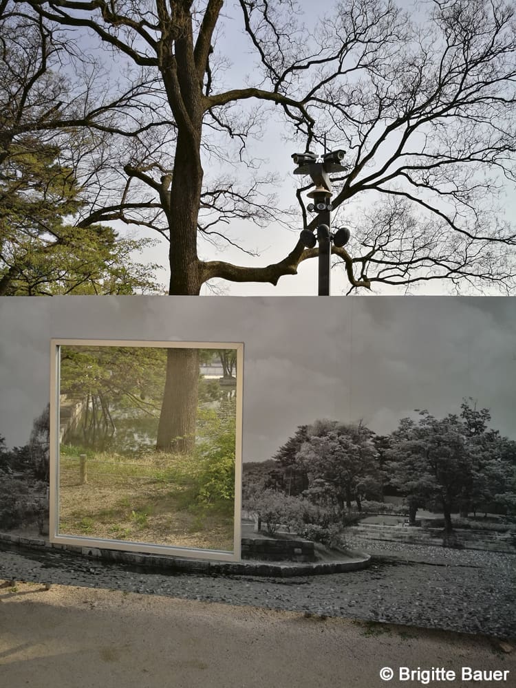 Brigitte Bauer's<em> SeoulFlowers&Trees_n°71</em>, 2018, printed 2024 (Courtesy Houston Center for Photography)