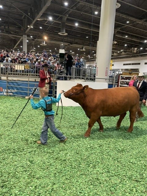 A young fellow with his charge at the 2023 Junior Market Steer Auction at RodeoHouston