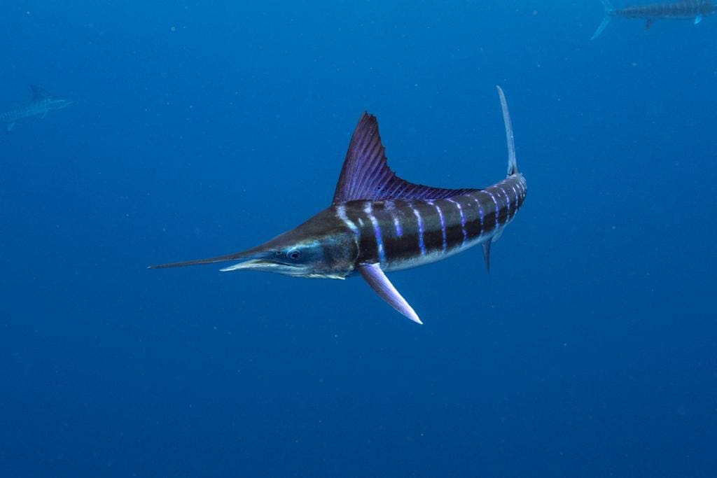 For marine life lovers, it’s hard to beat Magdalena Bay. 