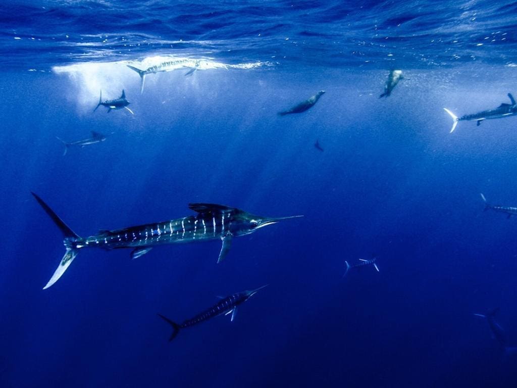 Magdalena Bay Is A Must-Visit Hidden Oasis in Baja California Sur
