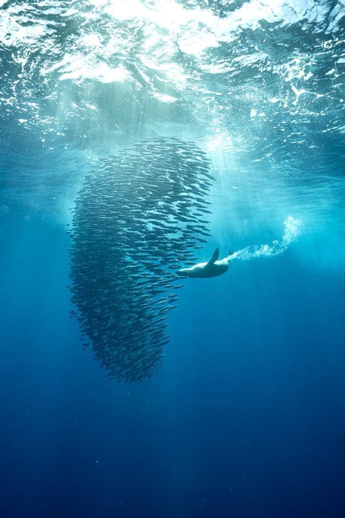 Majestic Magdalena Bay is a hidden oasis that encapsulates the magic of Mexico.