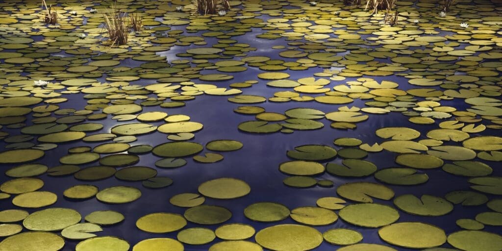 Thomas Demand's "Pond," 2020. Chromogenic print. (Courtesy Thomas Demand Studio. © Thomas Demand, VG Bild-Kunst, Bonn)