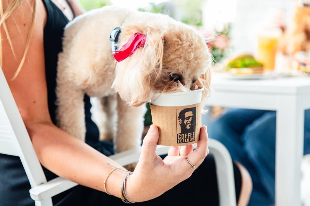 Bring your puppy and let them enjoy a pup cup on the dog-friendly patio.  Becca Wright Photography.
