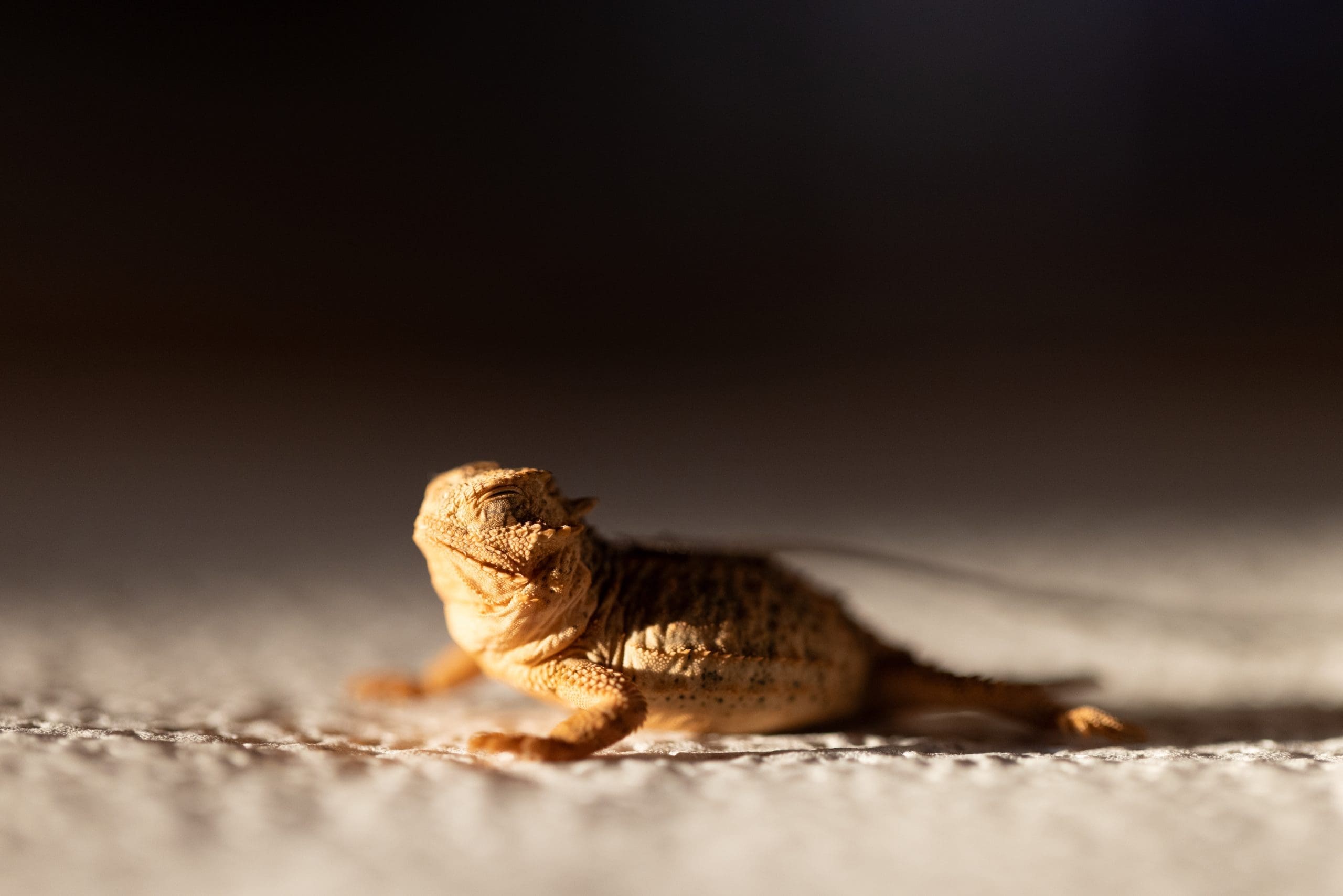 The Fort Worth Zoo was the first zoo to successfully breed the species