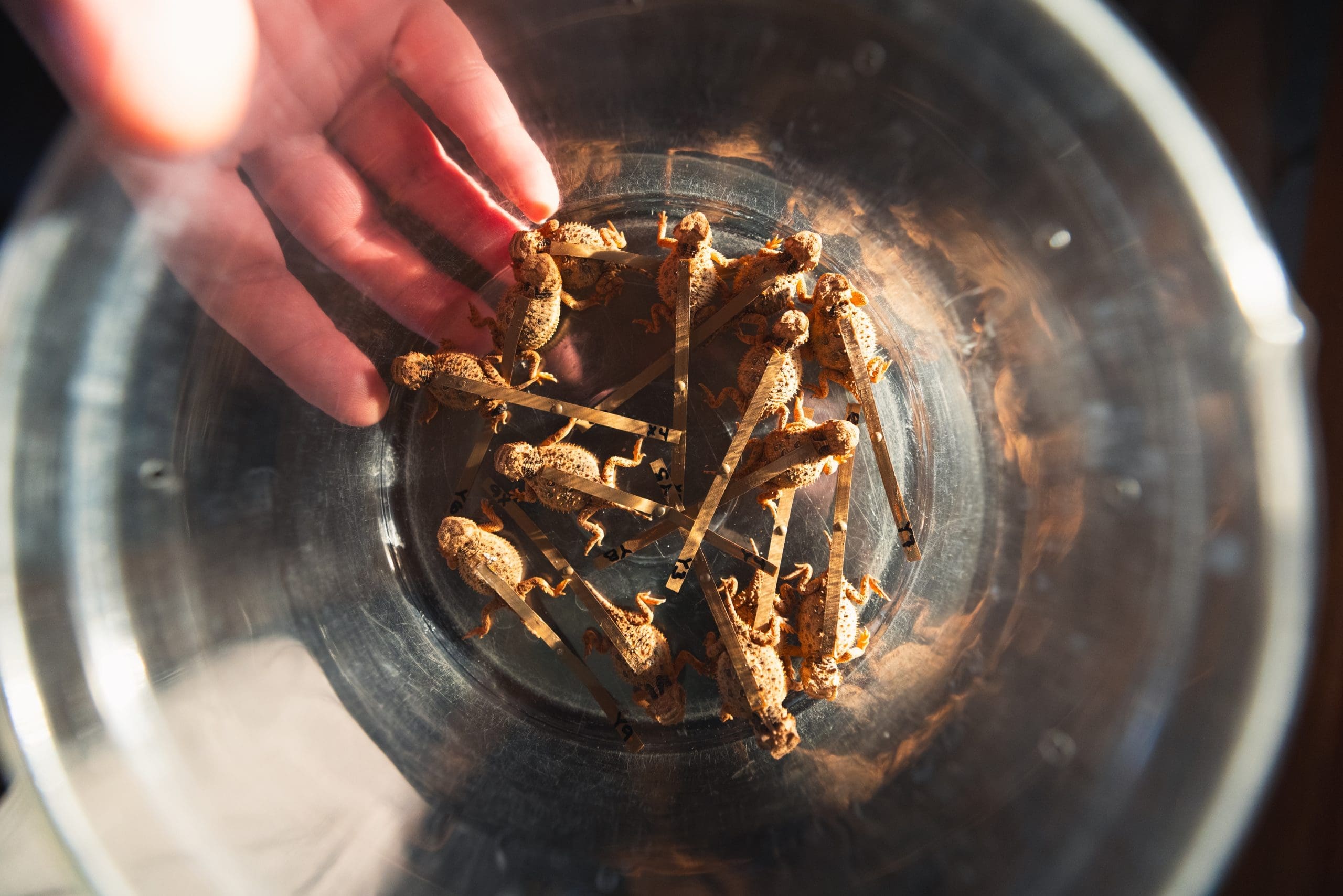The numbered hatchlings will be followed through adulthood in hopes that they will reproduce in the wild.