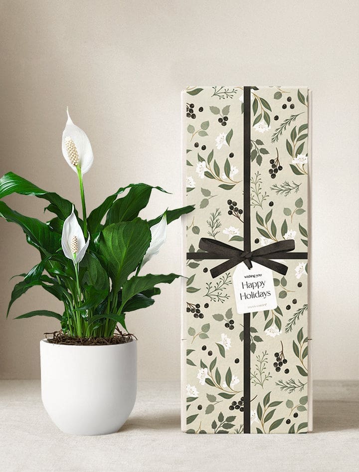 The Holiday Peace Lily Plant is a beautifully lush plant that promotes peace and tranquility, with a portion of proceeds supporting environmental causes. (Photo courtesy Lula's Garden)
