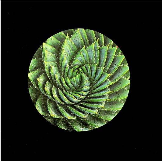 The Spiral Succulent Puzzle features a 7-inch round design with 61 waterjet-cut wood pieces, elegantly boxed. Inspired by the unique spiral aloe, this puzzle’s artwork offers a vibrant challenge. (Photo courtesy The Puzzled Company)