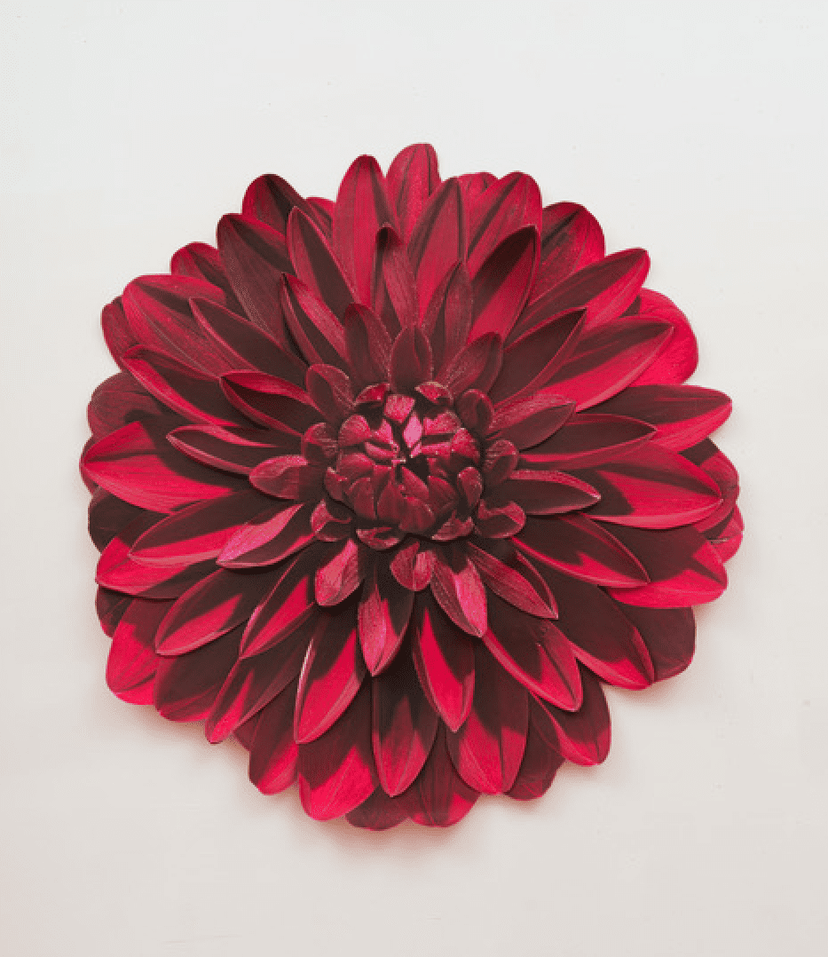 Benjamin Langford's <em>Red Dahlia</em>, 2023, at Megan Mulrooney. The newly opened L.A. gallery is in the first crop of dealers to come on board for Untitled Art, Houston. (© Benjamin Langford; photo by Benjamin Langford studio; courtesy the artist and Megan Mulrooney Gallery)