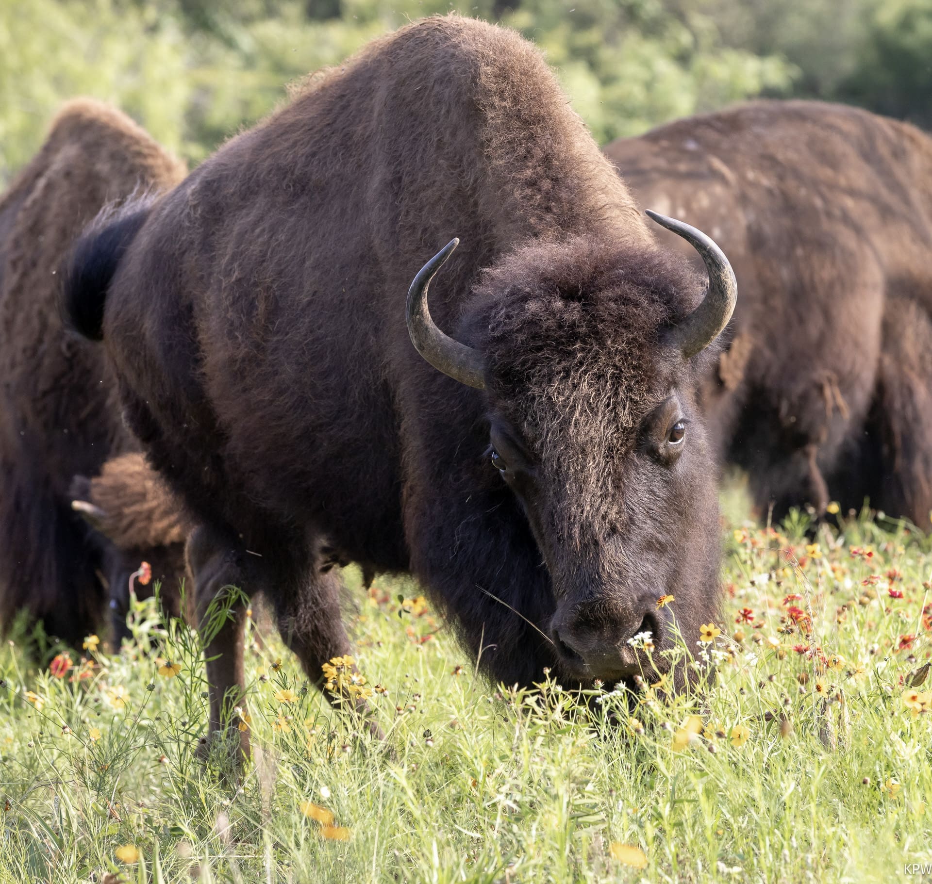 Fort Worth Nature Center and Refuge