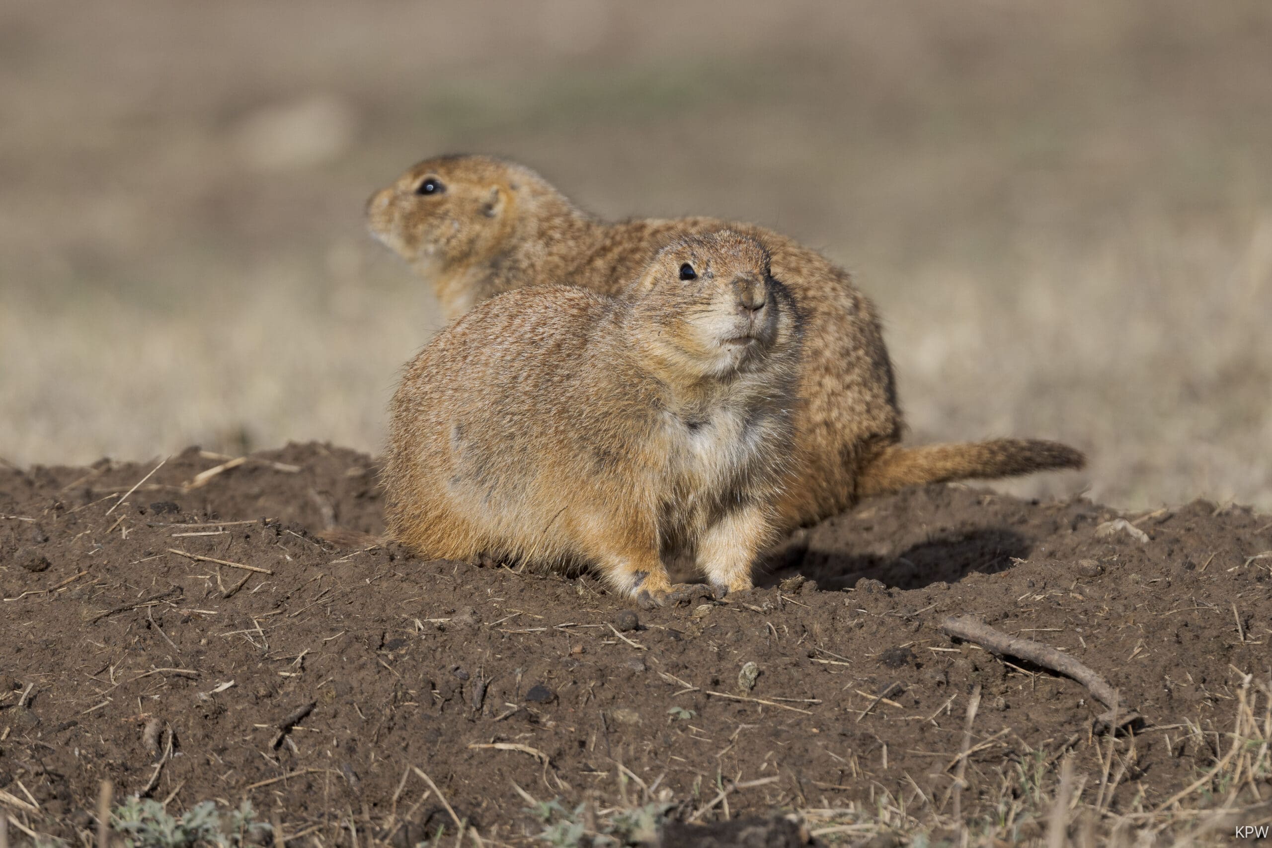 Prairie dogs Fort Worth Nature Center and Refuge