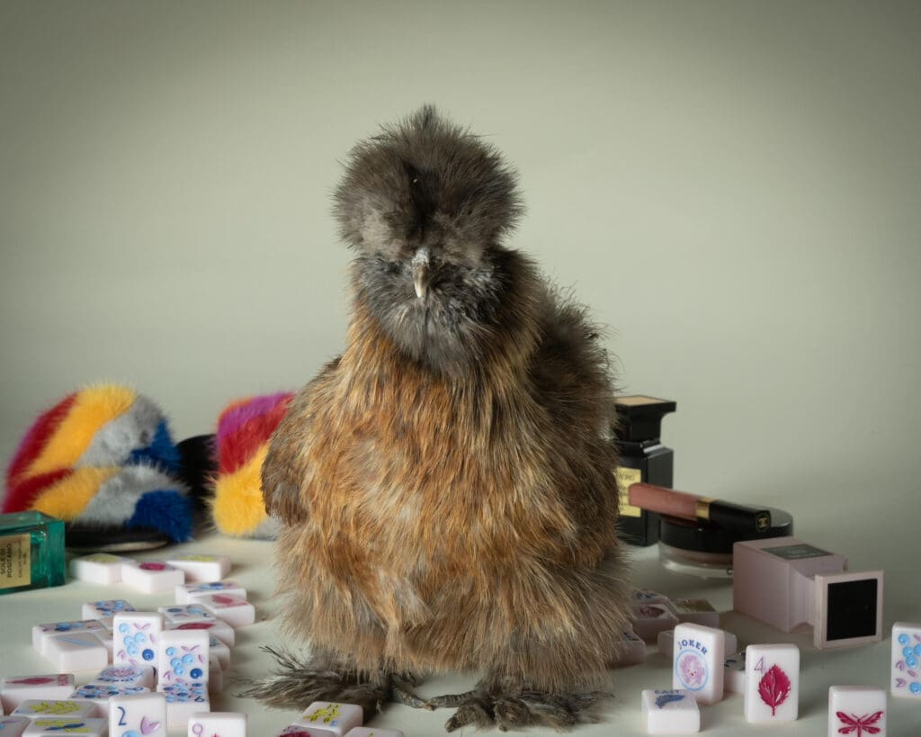 Silkie Chickens Bring Joy to a Dallas Senior Living Community — A Look Inside Healing Hens