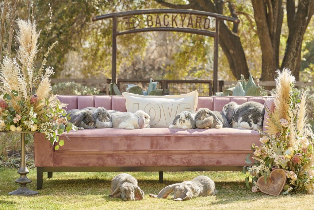 Kids can pet bunnies after brunch at 97 West at Hotel Drover. (Courtesy)