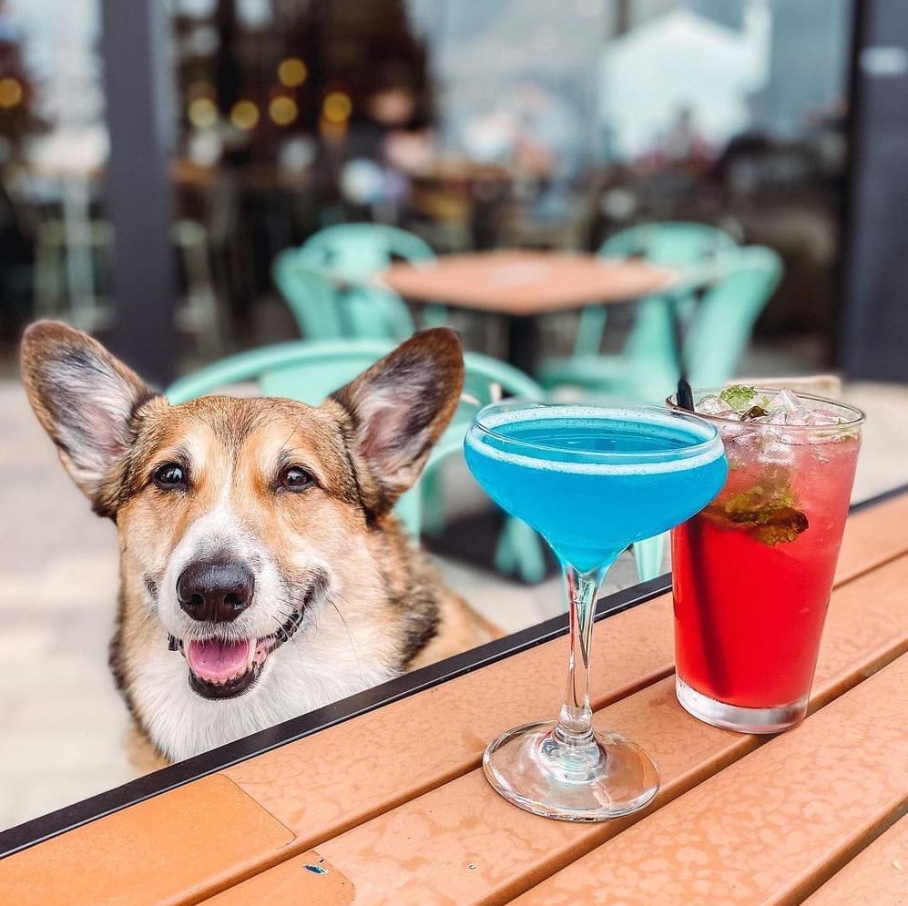 The Woodlands’ Best Dog Friendly Restaurants — Where Patio Life Goes To the Pooches