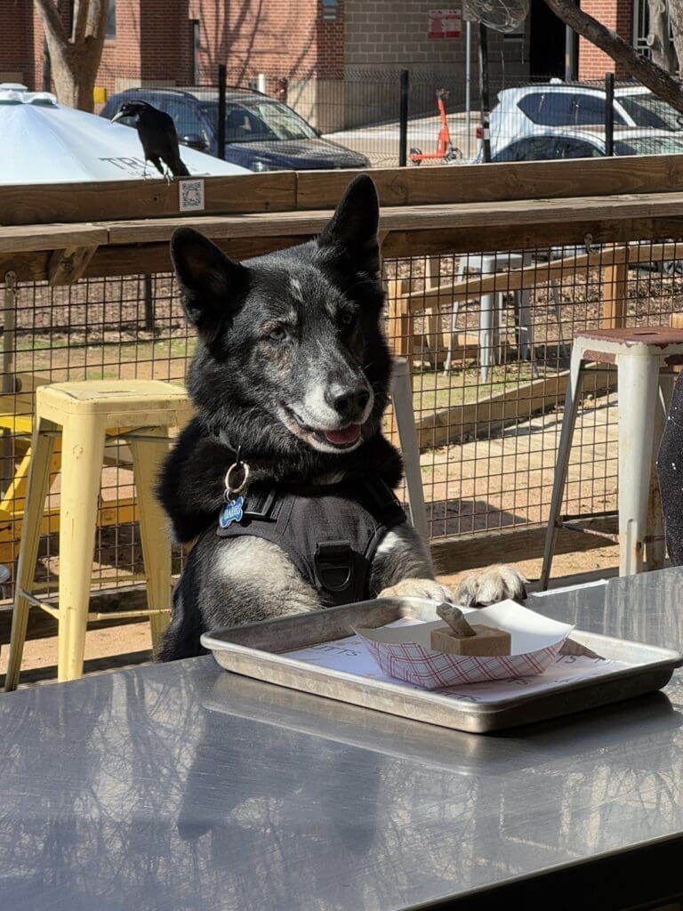MUTTS Canine Cantina is where the off-leash park meets patio bar—built for dogs, enjoyed by humans. (Courtesy)