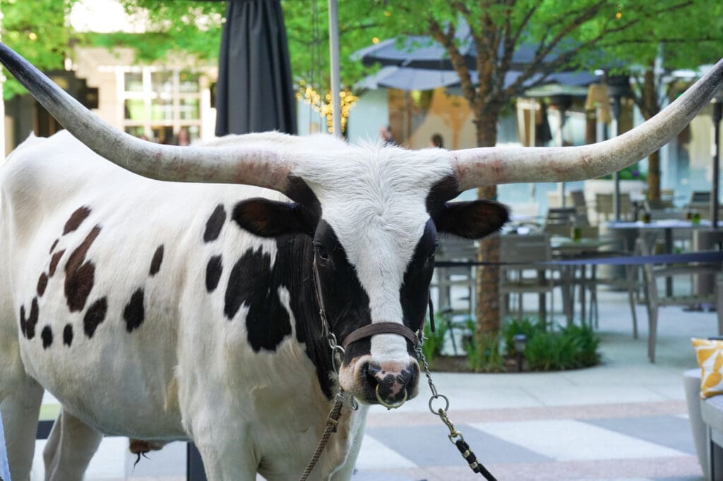 Guests had their pics snapped with two very intimidating longhorns. (Photo by Carol Vig)