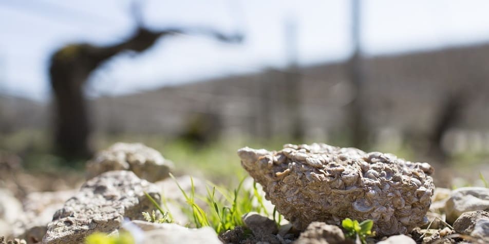 "The vineyards of the Chablis region have just one religion: Kimmeridgian," wrote Jacques Fanet in "Le terroirs du vin," which was published by Hachette.
