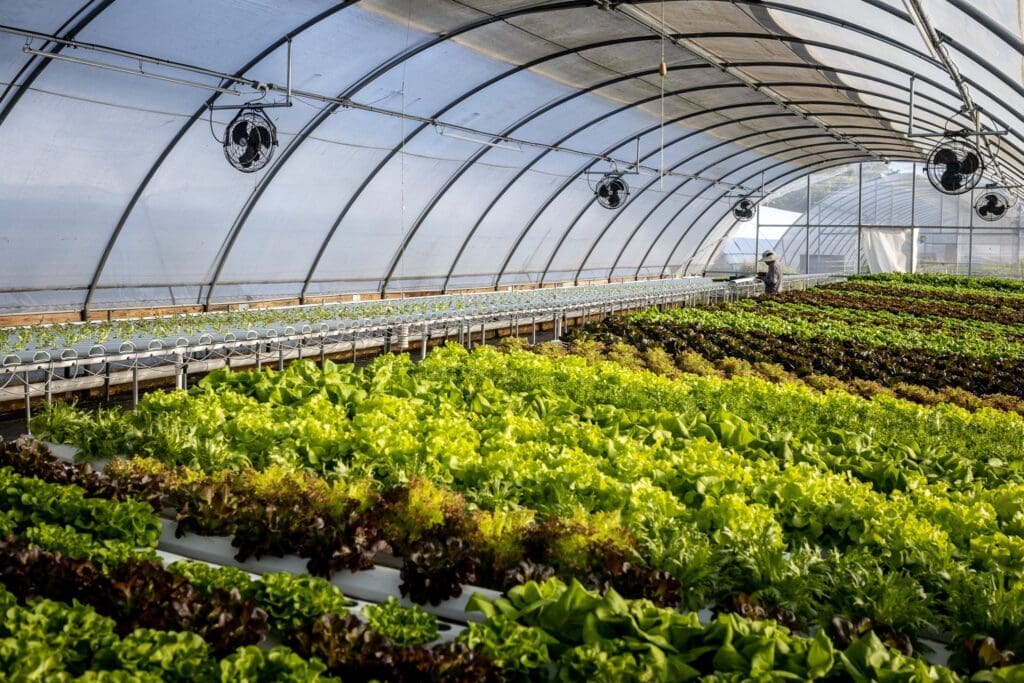 The concept is the first (of two on the property) to debut by the duo, who also run the lush, two-acre hydroponic organic farm, Verdegreens Farms in Acres Home. This farm not only supplies the fresh vegetables for their restaurant but also a number of high-profile eateries throughout the city. (Photo by Photos by Becca Wright)