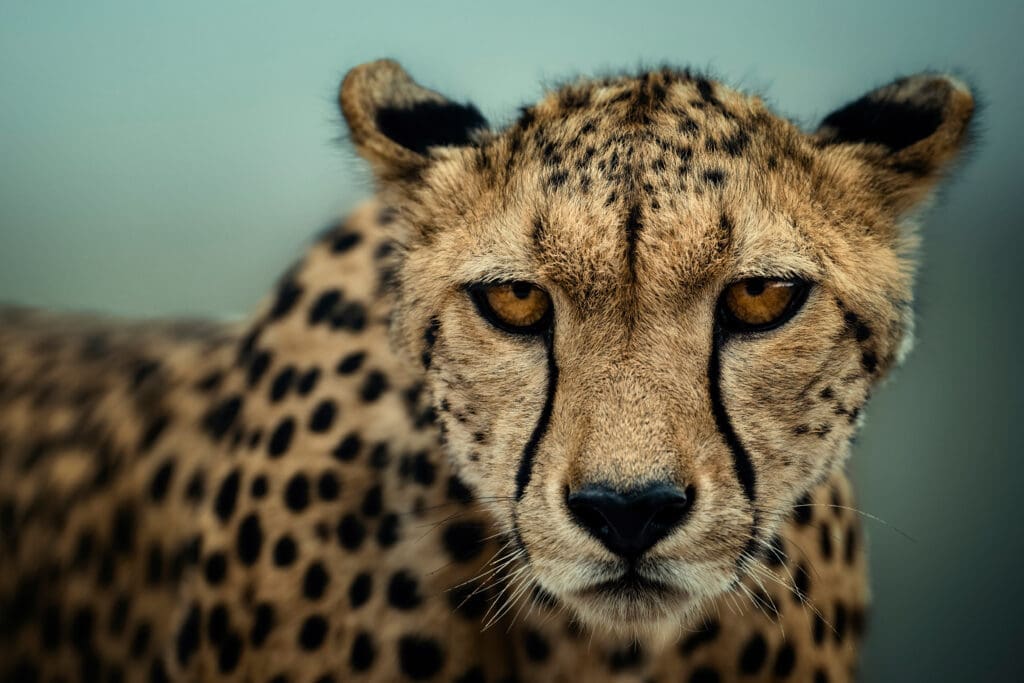"Eclipse Hunter" by Mital Patel (Photo by Mital Patel)