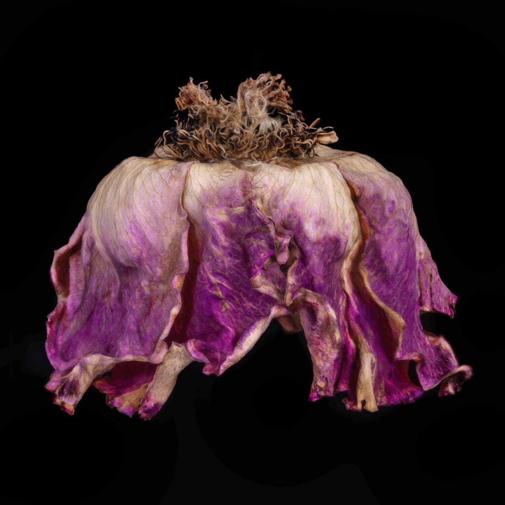 Patti Gary's "Rose Couture No. 7," which is featured in Archway Gallery's 17th Annual Juried Exhibition, on view through July 31, 2025. (Courtesy Archway Gallery, Houston)