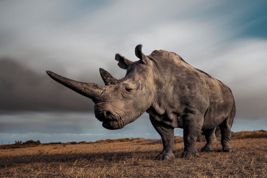 "The Queen" by Mital Patel (Photo by Mital Patel)