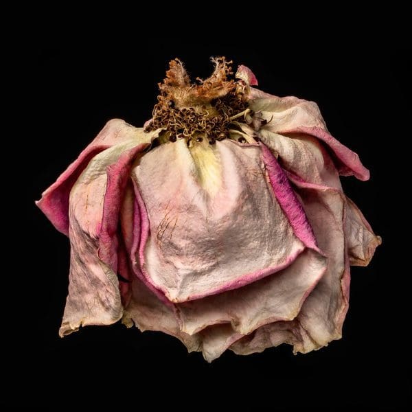 A dried rose celebrates the elegance of aging. (Photo by Patti Gary)