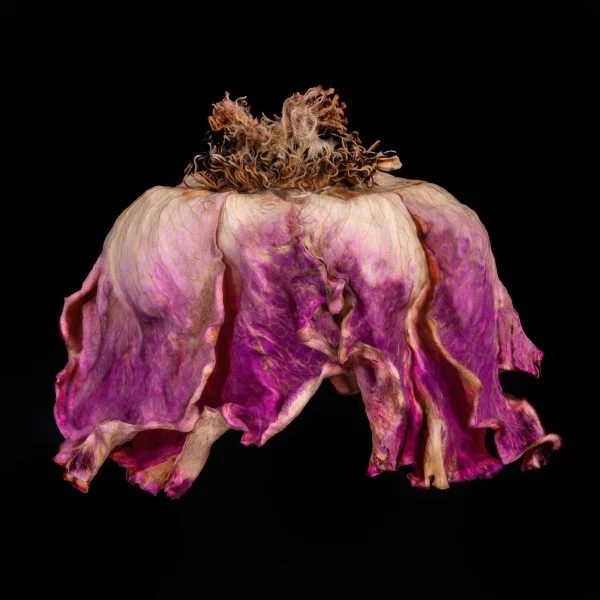 The third image in a series of aging roses that took first place at the 2025 reFocus Photography Awards. (Photo by Patti Gary)