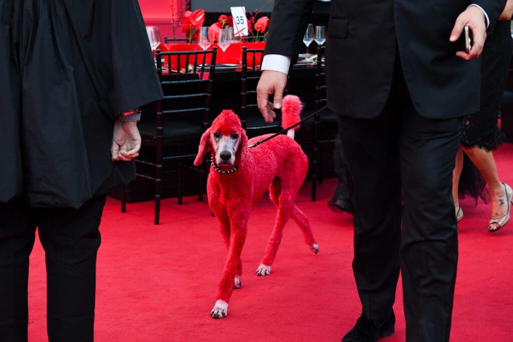A regal hot pink poodle named Bruno, dyed specifically for the occasion, paraded around. (Photo by BFA and Steve Lucero)