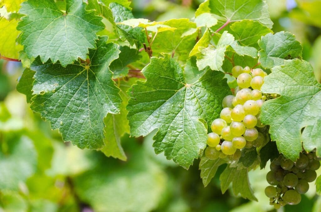 A dry or off-dry riesling will work well with your menu.