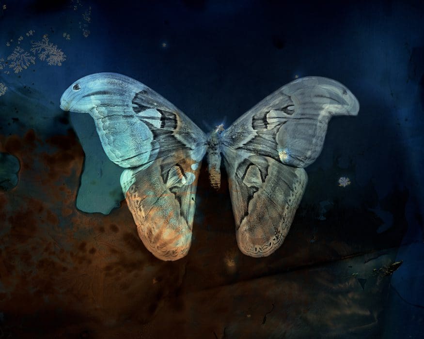 Keith Carter Blue Atlas Moth 2012