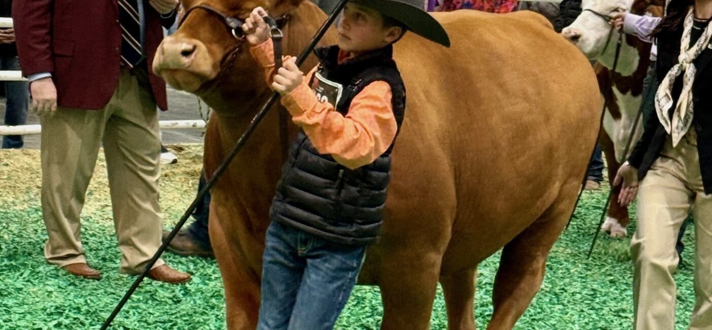 This youngster spent the last year raising this steer from a calf for presentation at the Junior Market Steer Auction. The Rodeo Auction Angeles make sure none of those journeys go to waste.