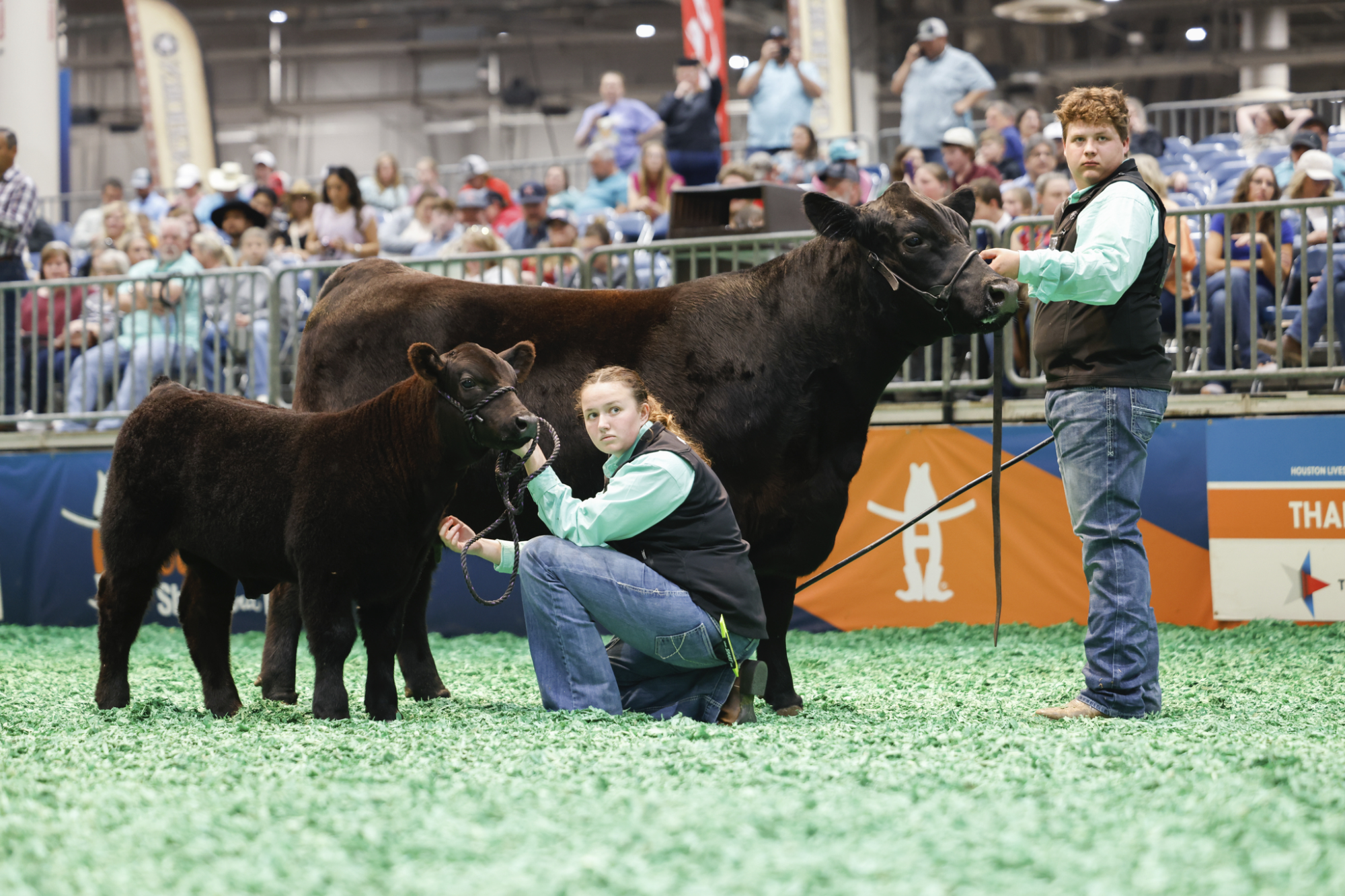 Junior Market Steer Auction