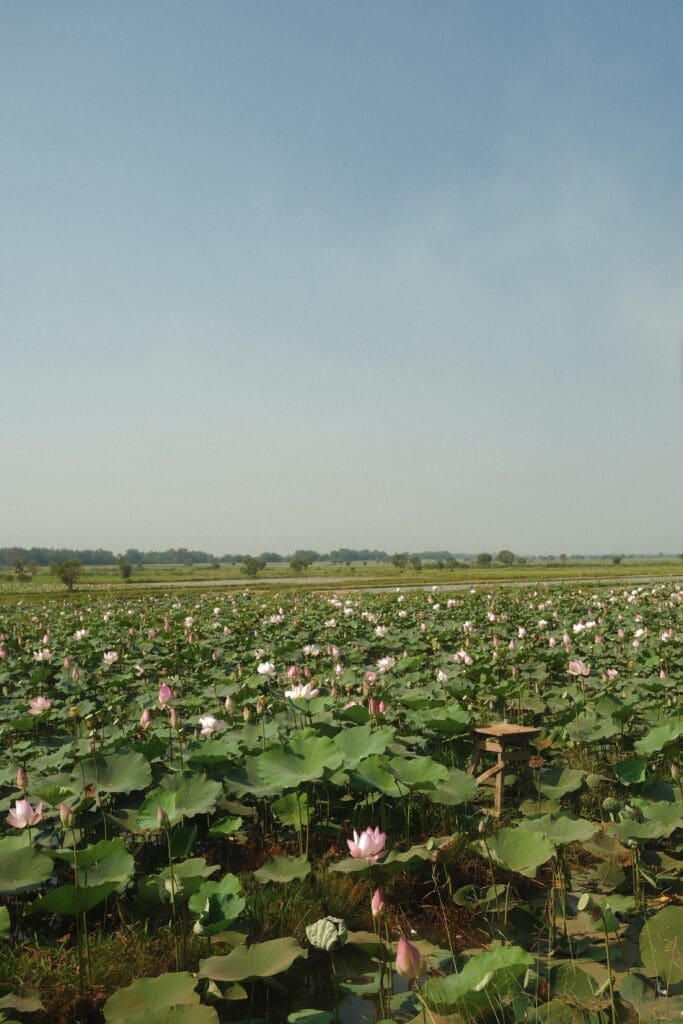 A bike ride through rice paddies and fuchsia lotus farms is among the choose-your-own-adventure excursions offered each day aboard the Aqua Mekong. (photo by Georgie Miller)