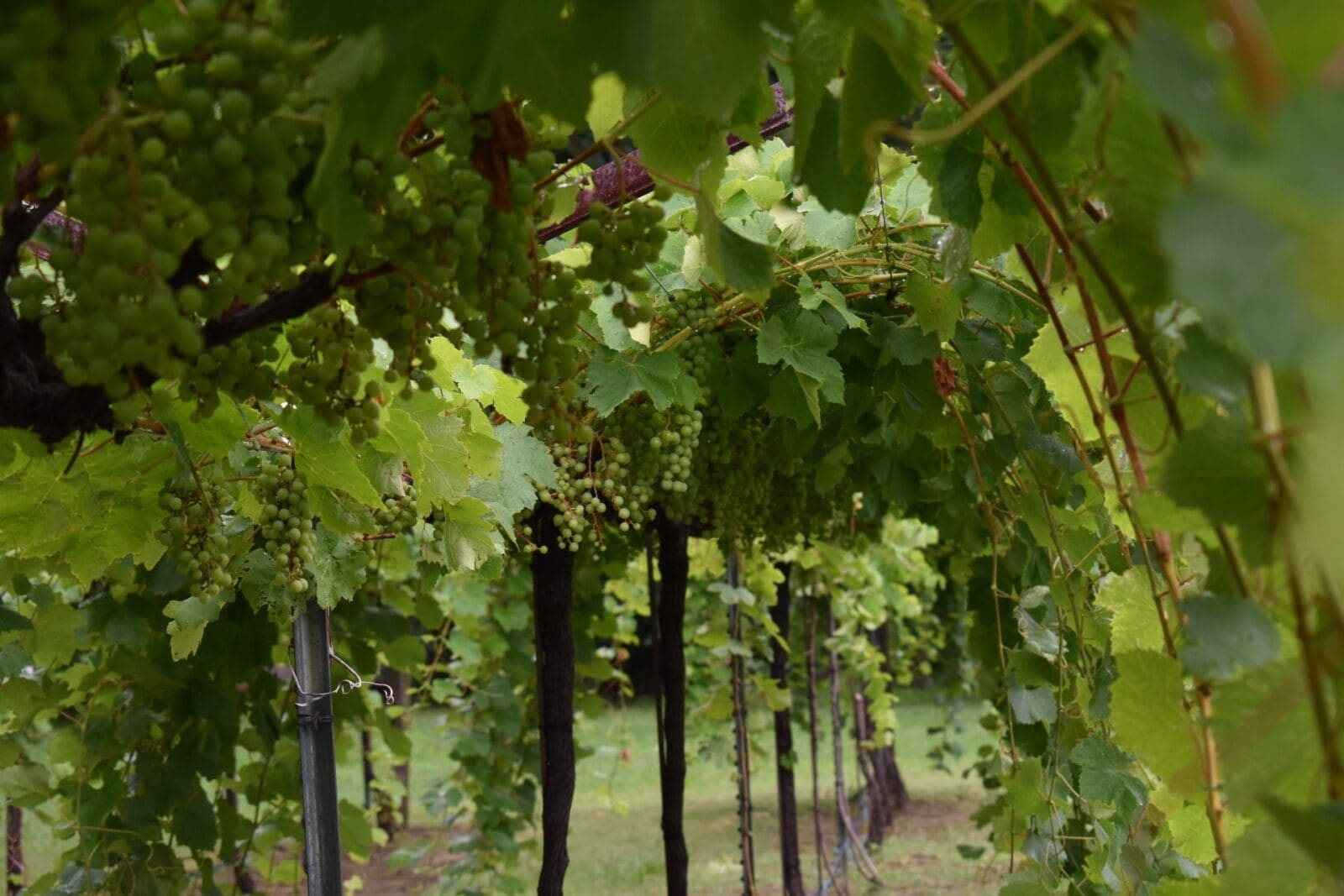 Blanc du Bois grapes are harvested by hand each summer at Wild Stallion Vineyards in Texas. (Photo courtesy Wild Stallion Vineyards)