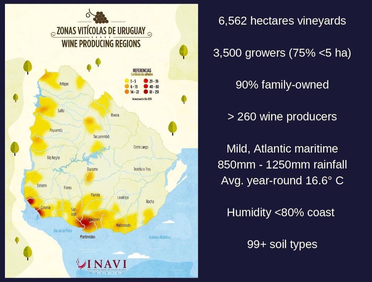 Rick Arline suggests that you not overlook Uruguay when looking for wines. (Courtesy INAVI)