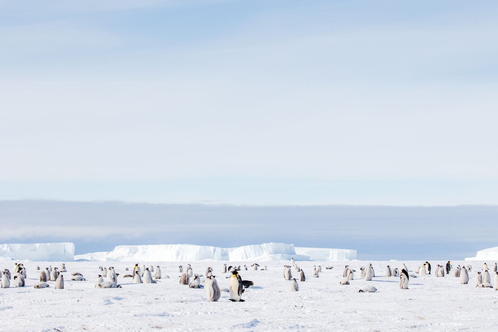 Emperor Penguin colonies, ice caves, glacier rappelling and South Pole expeditions are among the experiences available to White Desert guests.