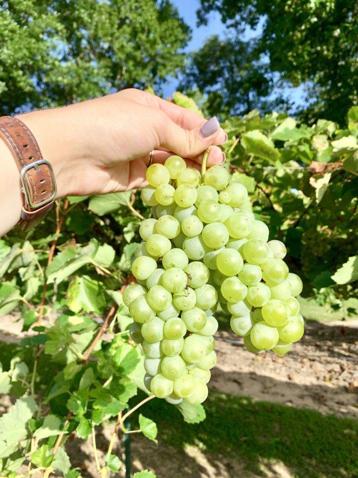blanc du bois grape Wild Stallion Vineyard