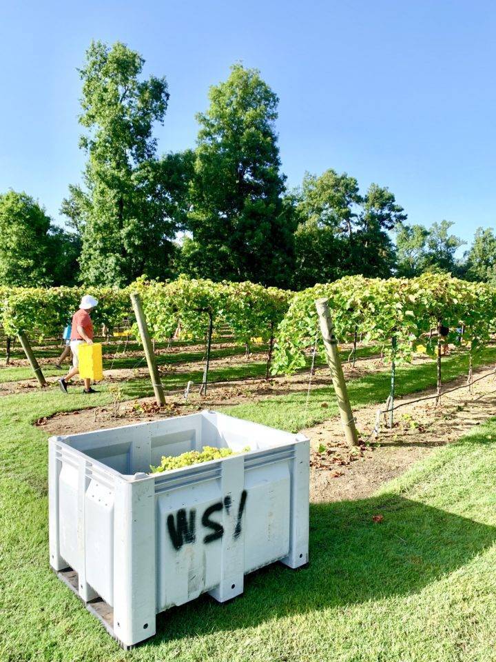 Grapes are cut from the vines by hand and refrigerated within two hours of harvest at Wild Stallion Vineyards. (Photo courtesy Wild Stallion Vineyards)