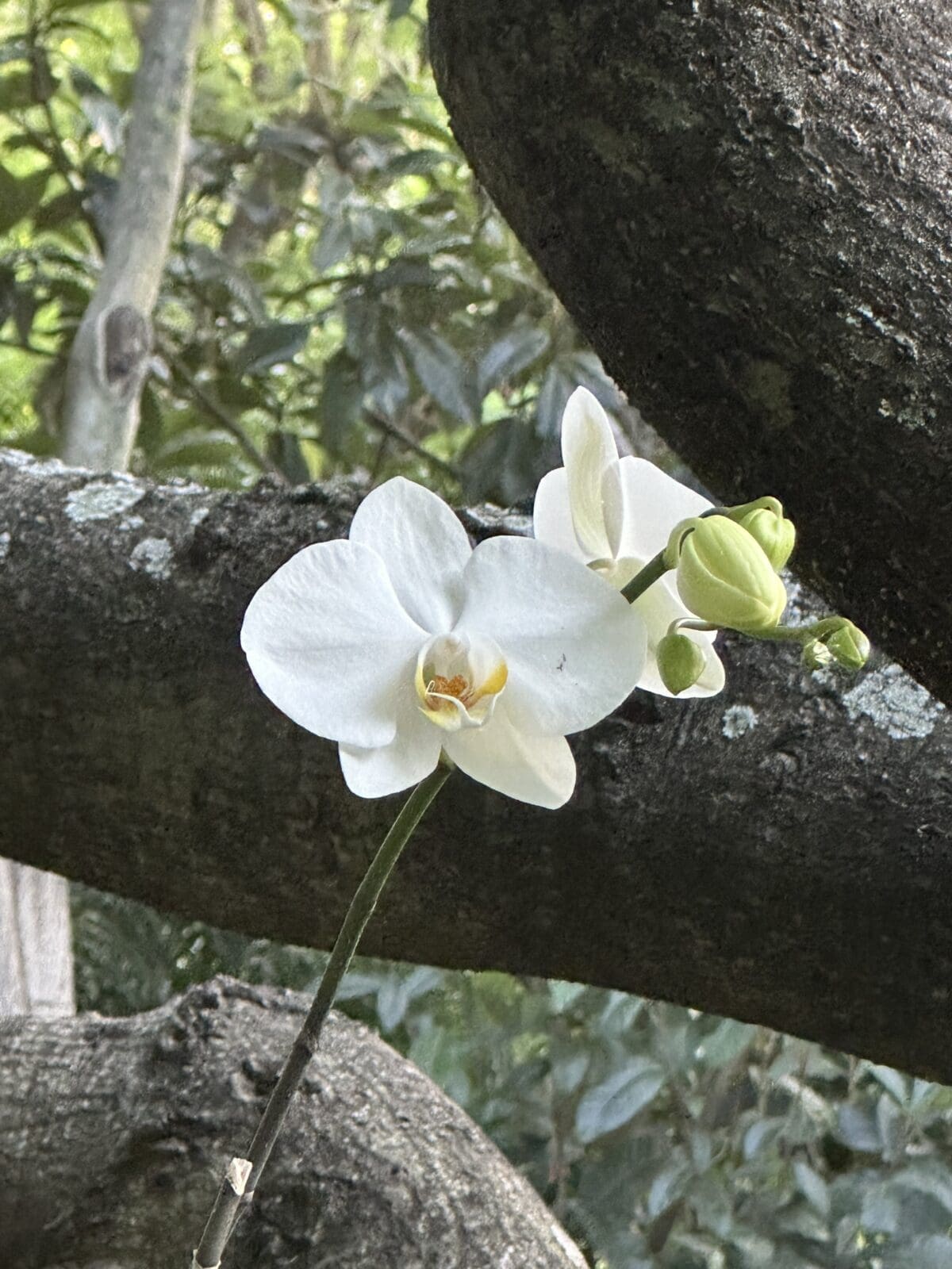 Among the abundance of flowering plants at Feronia, orchids grow naturally on tree limbs (Photo by Shelby Hodge)