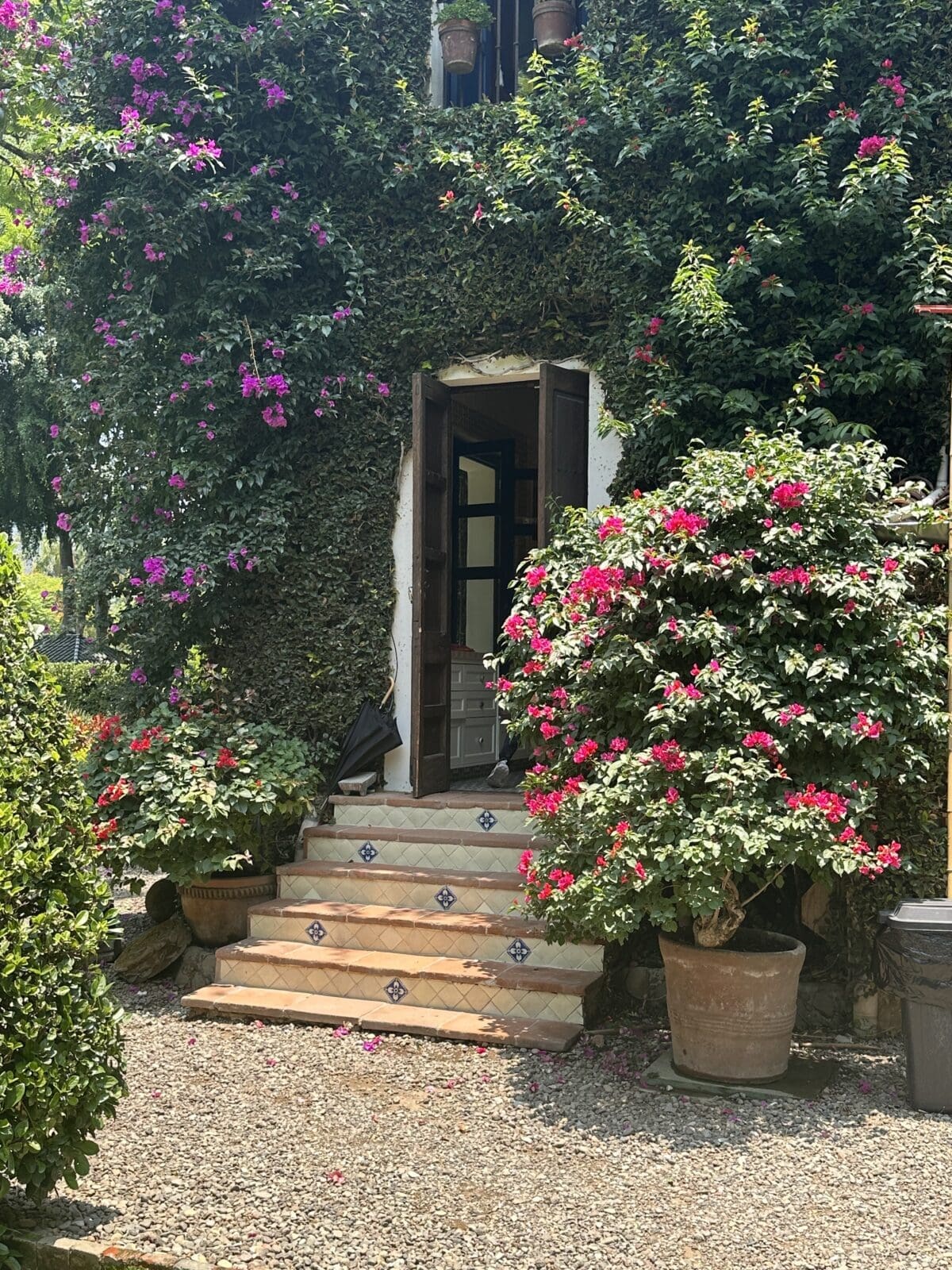 Explosions of flowering bougainvillea surround the main house including entranceto the kitchen.  (Photo courtesy of Feronia)